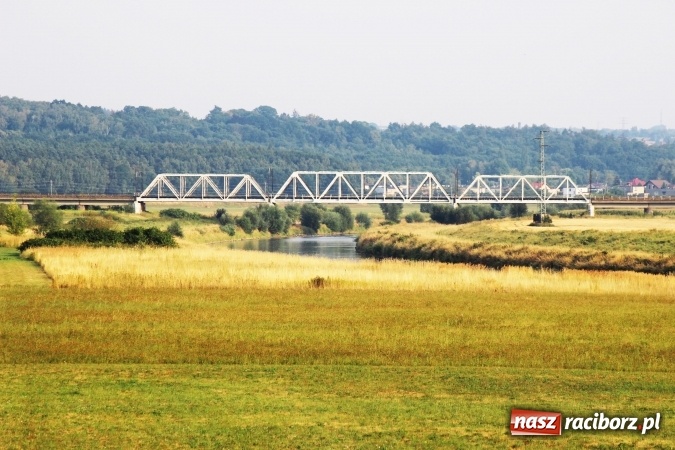 Zdjęcie w galerii na portalu naszraciborz.pl: Kanał Ulga został opanowany przez... bociany wiadomości z regionu