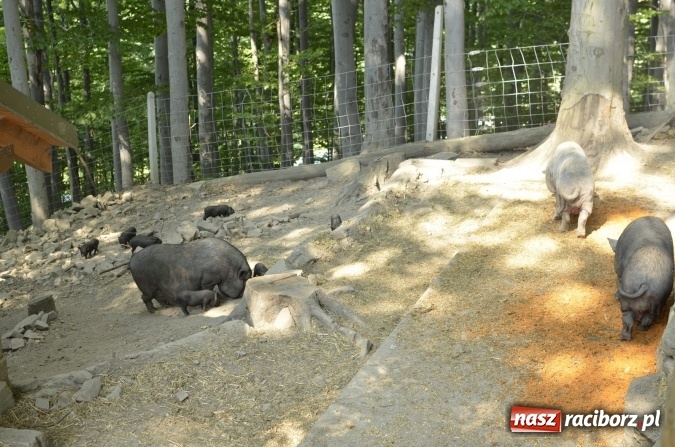 Zdjęcie w galerii na portalu naszraciborz.pl: Spotkania z kulturą w RCK dobiegły końca  wiadomości z regionu