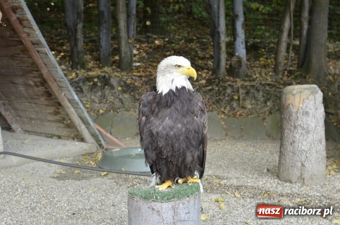 Zdjęcie w galerii na portalu naszraciborz.pl: Spotkania z kulturą w RCK dobiegły końca  wiadomości z regionu