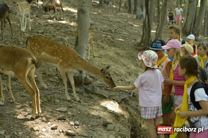 Zdjęcie w galerii na portalu naszraciborz.pl: Spotkania z kulturą w RCK dobiegły końca  wiadomości z regionu