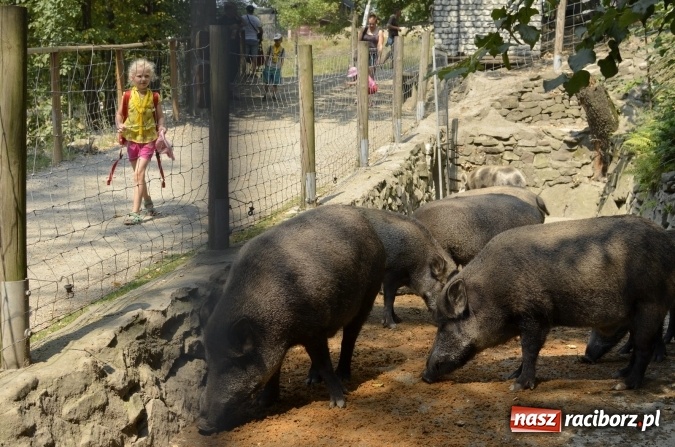 Zdjęcie w galerii na portalu naszraciborz.pl: Spotkania z kulturą w RCK dobiegły końca  wiadomości z regionu