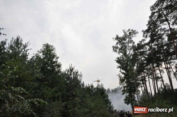 Zdjęcie w galerii na portalu naszraciborz.pl: W lasach wokół Nędzy grasuje podpalacz. Dziś doszło do kolejnego poważnego pożaru wiadomości z regionu