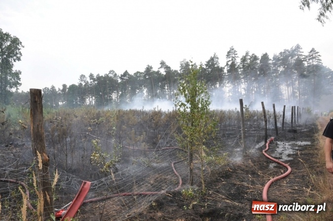 Zdjęcie w galerii na portalu naszraciborz.pl: W lasach wokół Nędzy grasuje podpalacz. Dziś doszło do kolejnego poważnego pożaru wiadomości z regionu