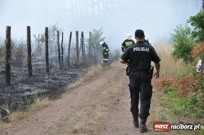 Zdjęcie w galerii na portalu naszraciborz.pl: W lasach wokół Nędzy grasuje podpalacz. Dziś doszło do kolejnego poważnego pożaru wiadomości z regionu