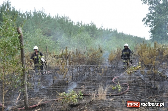 Zdjęcie w galerii na portalu naszraciborz.pl: W lasach wokół Nędzy grasuje podpalacz. Dziś doszło do kolejnego poważnego pożaru wiadomości z regionu