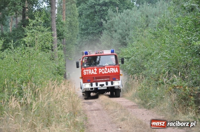 Zdjęcie w galerii na portalu naszraciborz.pl: W lasach wokół Nędzy grasuje podpalacz. Dziś doszło do kolejnego poważnego pożaru wiadomości z regionu