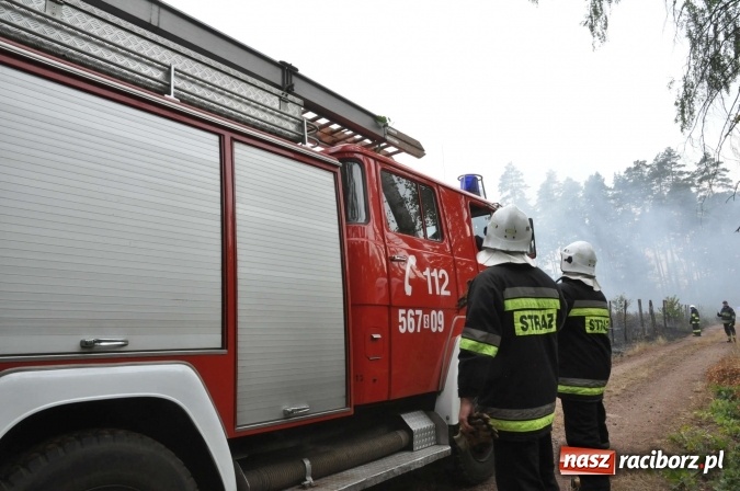 Zdjęcie w galerii na portalu naszraciborz.pl: W lasach wokół Nędzy grasuje podpalacz. Dziś doszło do kolejnego poważnego pożaru wiadomości z regionu