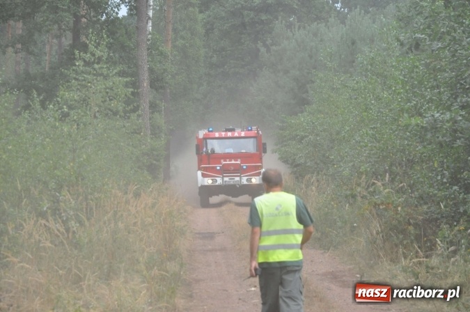 Zdjęcie w galerii na portalu naszraciborz.pl: W lasach wokół Nędzy grasuje podpalacz. Dziś doszło do kolejnego poważnego pożaru wiadomości z regionu