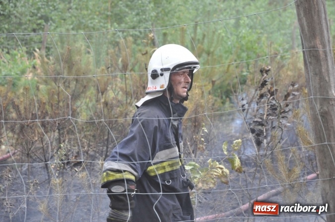 Zdjęcie w galerii na portalu naszraciborz.pl: W lasach wokół Nędzy grasuje podpalacz. Dziś doszło do kolejnego poważnego pożaru wiadomości z regionu