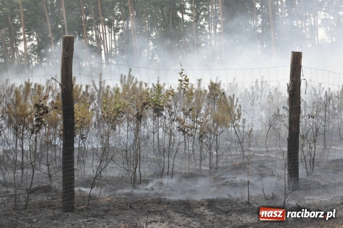 Zdjęcie w galerii na portalu naszraciborz.pl: W lasach wokół Nędzy grasuje podpalacz. Dziś doszło do kolejnego poważnego pożaru wiadomości z regionu