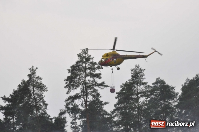 Zdjęcie w galerii na portalu naszraciborz.pl: W lasach wokół Nędzy grasuje podpalacz. Dziś doszło do kolejnego poważnego pożaru wiadomości z regionu
