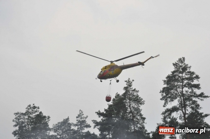 Zdjęcie w galerii na portalu naszraciborz.pl: W lasach wokół Nędzy grasuje podpalacz. Dziś doszło do kolejnego poważnego pożaru wiadomości z regionu