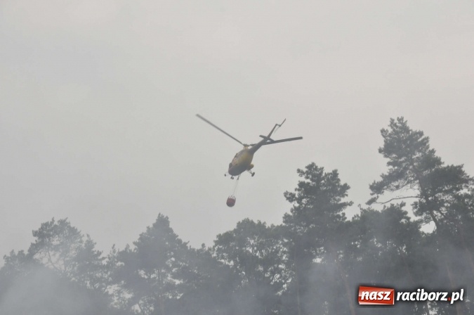 Zdjęcie w galerii na portalu naszraciborz.pl: W lasach wokół Nędzy grasuje podpalacz. Dziś doszło do kolejnego poważnego pożaru wiadomości z regionu
