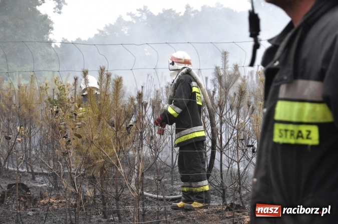 Zdjęcie w galerii na portalu naszraciborz.pl: W lasach wokół Nędzy grasuje podpalacz. Dziś doszło do kolejnego poważnego pożaru wiadomości z regionu