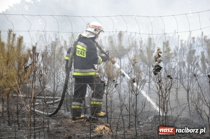 Zdjęcie w galerii na portalu naszraciborz.pl: W lasach wokół Nędzy grasuje podpalacz. Dziś doszło do kolejnego poważnego pożaru wiadomości z regionu