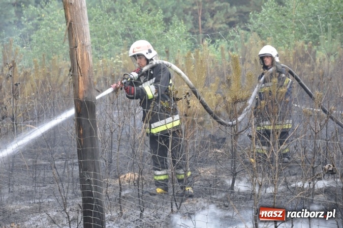 Zdjęcie w galerii na portalu naszraciborz.pl: W lasach wokół Nędzy grasuje podpalacz. Dziś doszło do kolejnego poważnego pożaru wiadomości z regionu
