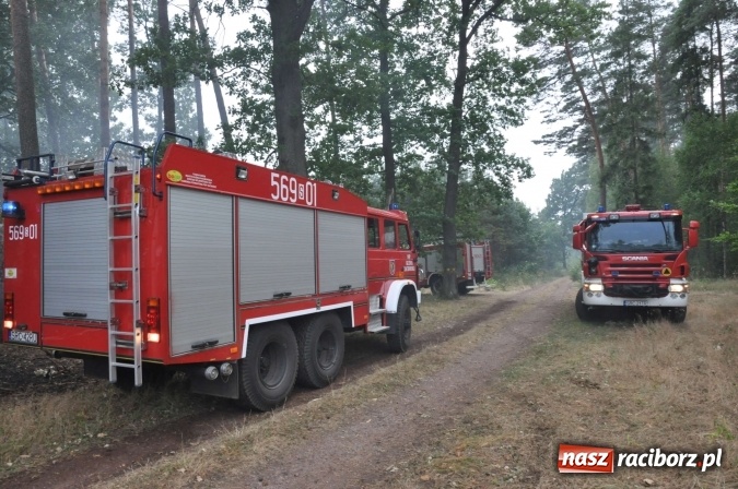 Zdjęcie w galerii na portalu naszraciborz.pl: W lasach wokół Nędzy grasuje podpalacz. Dziś doszło do kolejnego poważnego pożaru wiadomości z regionu