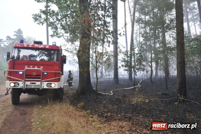 Zdjęcie w galerii na portalu naszraciborz.pl: W lasach wokół Nędzy grasuje podpalacz. Dziś doszło do kolejnego poważnego pożaru wiadomości z regionu