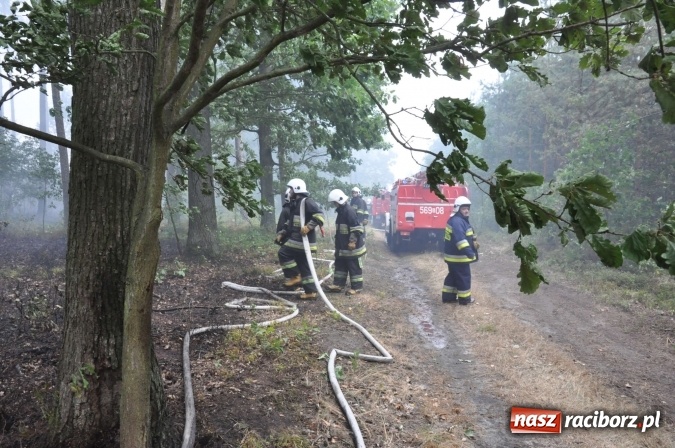 Zdjęcie w galerii na portalu naszraciborz.pl: W lasach wokół Nędzy grasuje podpalacz. Dziś doszło do kolejnego poważnego pożaru wiadomości z regionu
