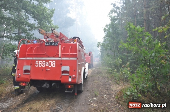 Zdjęcie w galerii na portalu naszraciborz.pl: W lasach wokół Nędzy grasuje podpalacz. Dziś doszło do kolejnego poważnego pożaru wiadomości z regionu