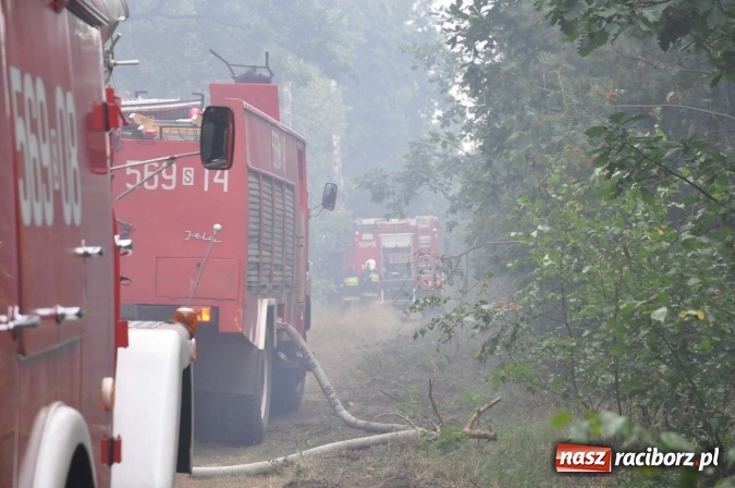 Zdjęcie w galerii na portalu naszraciborz.pl: W lasach wokół Nędzy grasuje podpalacz. Dziś doszło do kolejnego poważnego pożaru wiadomości z regionu