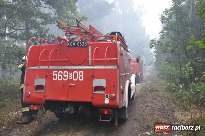 Zdjęcie w galerii na portalu naszraciborz.pl: W lasach wokół Nędzy grasuje podpalacz. Dziś doszło do kolejnego poważnego pożaru wiadomości z regionu
