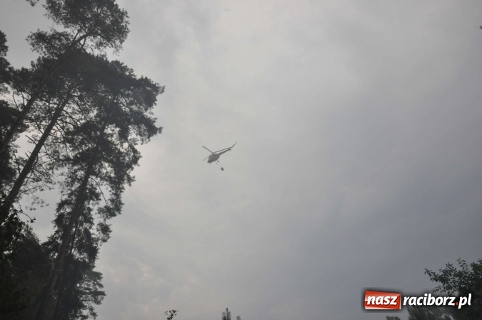 Zdjęcie w galerii na portalu naszraciborz.pl: W lasach wokół Nędzy grasuje podpalacz. Dziś doszło do kolejnego poważnego pożaru wiadomości z regionu