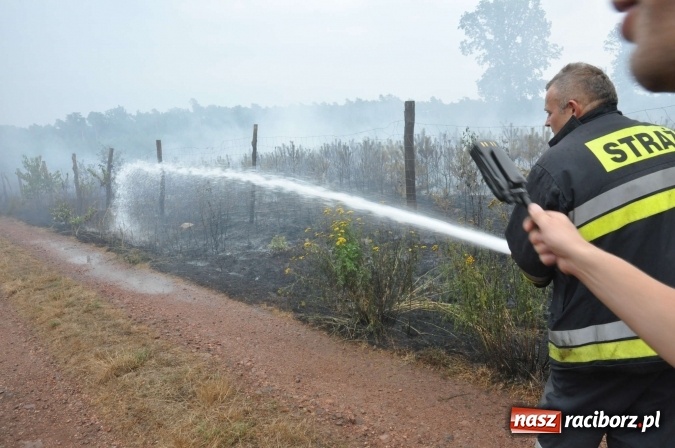 Zdjęcie w galerii na portalu naszraciborz.pl: W lasach wokół Nędzy grasuje podpalacz. Dziś doszło do kolejnego poważnego pożaru wiadomości z regionu