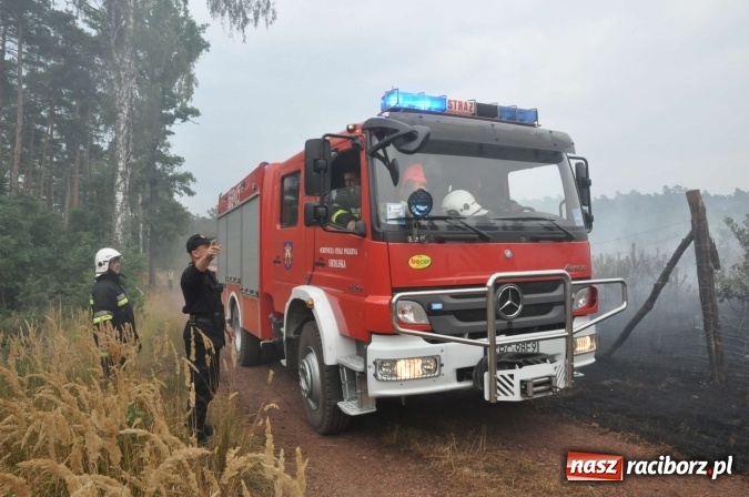Zdjęcie w galerii na portalu naszraciborz.pl: W lasach wokół Nędzy grasuje podpalacz. Dziś doszło do kolejnego poważnego pożaru wiadomości z regionu