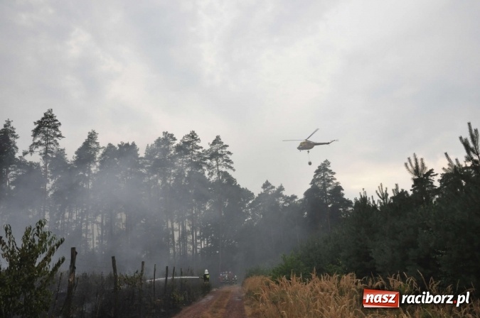 Zdjęcie w galerii na portalu naszraciborz.pl: W lasach wokół Nędzy grasuje podpalacz. Dziś doszło do kolejnego poważnego pożaru wiadomości z regionu