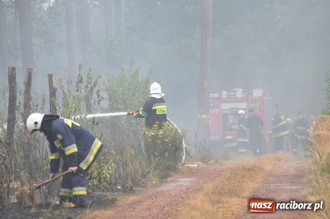 Zdjęcie w galerii na portalu naszraciborz.pl: W lasach wokół Nędzy grasuje podpalacz. Dziś doszło do kolejnego poważnego pożaru wiadomości z regionu