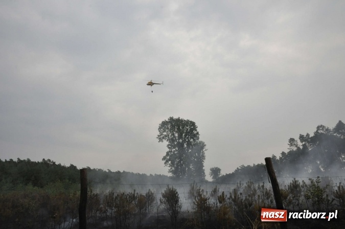 Zdjęcie w galerii na portalu naszraciborz.pl: W lasach wokół Nędzy grasuje podpalacz. Dziś doszło do kolejnego poważnego pożaru wiadomości z regionu