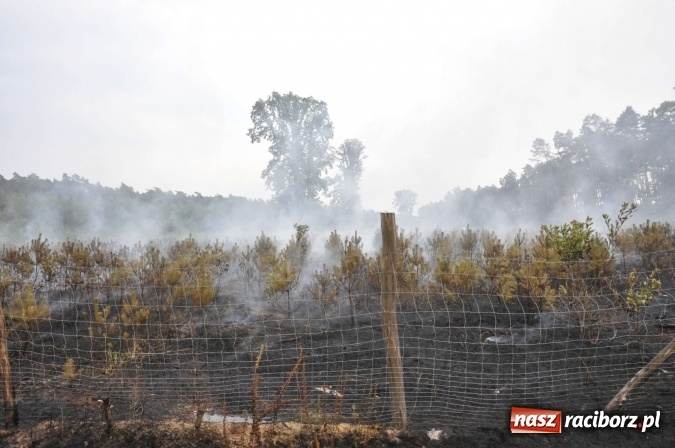 Zdjęcie w galerii na portalu naszraciborz.pl: W lasach wokół Nędzy grasuje podpalacz. Dziś doszło do kolejnego poważnego pożaru wiadomości z regionu