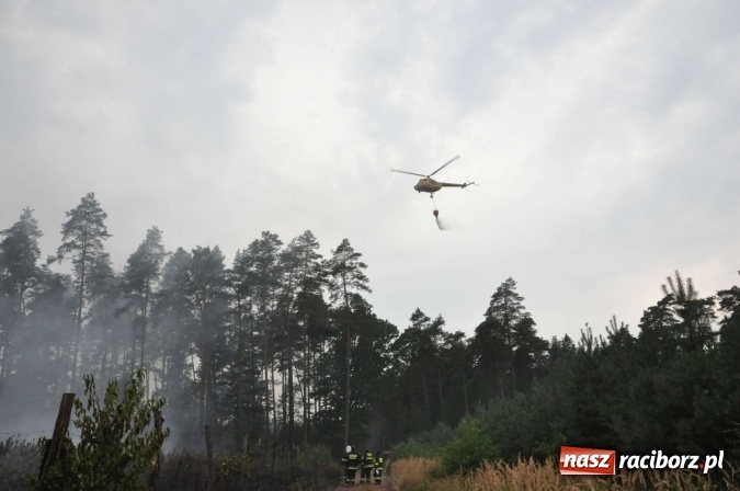 Zdjęcie w galerii na portalu naszraciborz.pl: W lasach wokół Nędzy grasuje podpalacz. Dziś doszło do kolejnego poważnego pożaru wiadomości z regionu
