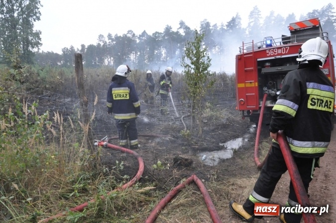 Zdjęcie w galerii na portalu naszraciborz.pl: W lasach wokół Nędzy grasuje podpalacz. Dziś doszło do kolejnego poważnego pożaru wiadomości z regionu