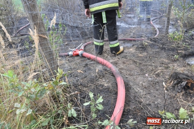 Zdjęcie w galerii na portalu naszraciborz.pl: W lasach wokół Nędzy grasuje podpalacz. Dziś doszło do kolejnego poważnego pożaru wiadomości z regionu