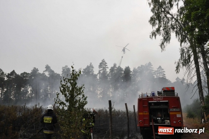Zdjęcie w galerii na portalu naszraciborz.pl: W lasach wokół Nędzy grasuje podpalacz. Dziś doszło do kolejnego poważnego pożaru wiadomości z regionu