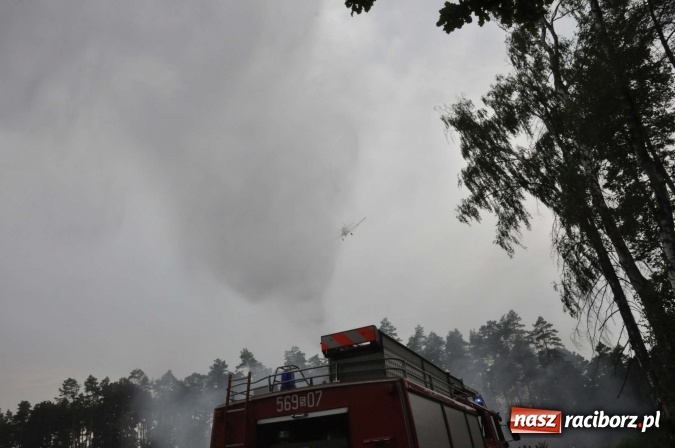 Zdjęcie w galerii na portalu naszraciborz.pl: W lasach wokół Nędzy grasuje podpalacz. Dziś doszło do kolejnego poważnego pożaru wiadomości z regionu
