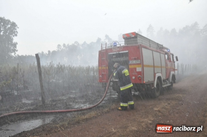 Zdjęcie w galerii na portalu naszraciborz.pl: W lasach wokół Nędzy grasuje podpalacz. Dziś doszło do kolejnego poważnego pożaru wiadomości z regionu