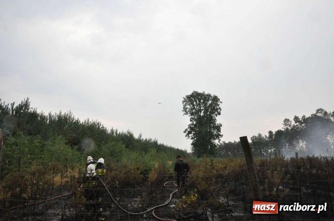 Zdjęcie w galerii na portalu naszraciborz.pl: W lasach wokół Nędzy grasuje podpalacz. Dziś doszło do kolejnego poważnego pożaru wiadomości z regionu