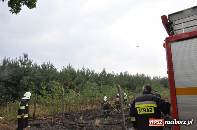 Zdjęcie w galerii na portalu naszraciborz.pl: W lasach wokół Nędzy grasuje podpalacz. Dziś doszło do kolejnego poważnego pożaru wiadomości z regionu