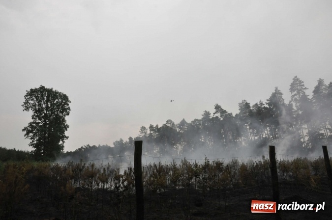 Zdjęcie w galerii na portalu naszraciborz.pl: W lasach wokół Nędzy grasuje podpalacz. Dziś doszło do kolejnego poważnego pożaru wiadomości z regionu