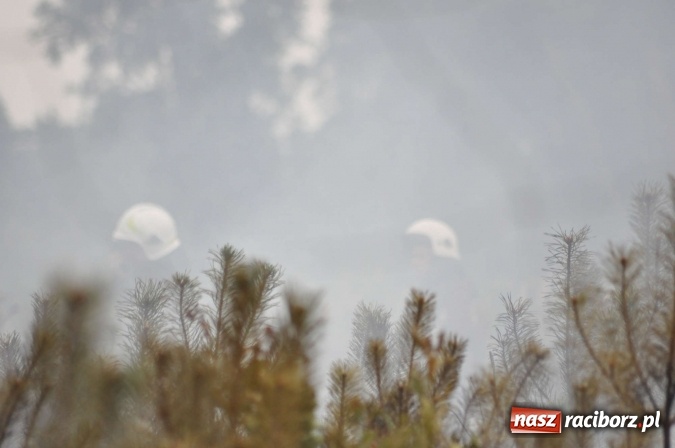 Zdjęcie w galerii na portalu naszraciborz.pl: W lasach wokół Nędzy grasuje podpalacz. Dziś doszło do kolejnego poważnego pożaru wiadomości z regionu