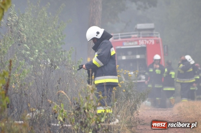 Zdjęcie w galerii na portalu naszraciborz.pl: W lasach wokół Nędzy grasuje podpalacz. Dziś doszło do kolejnego poważnego pożaru wiadomości z regionu