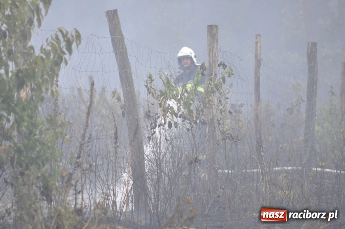 Zdjęcie w galerii na portalu naszraciborz.pl: W lasach wokół Nędzy grasuje podpalacz. Dziś doszło do kolejnego poważnego pożaru wiadomości z regionu