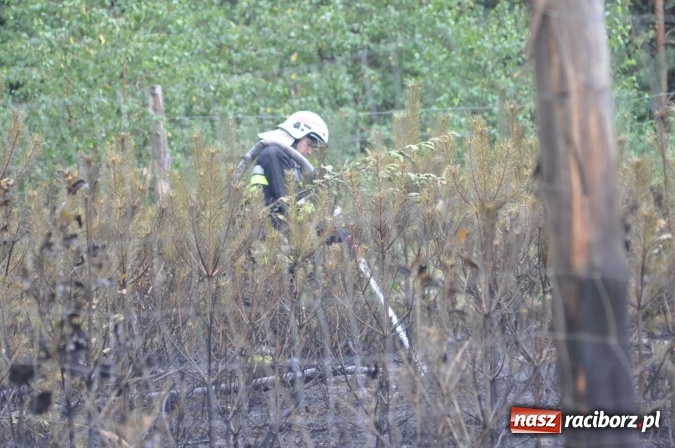 Zdjęcie w galerii na portalu naszraciborz.pl: W lasach wokół Nędzy grasuje podpalacz. Dziś doszło do kolejnego poważnego pożaru wiadomości z regionu