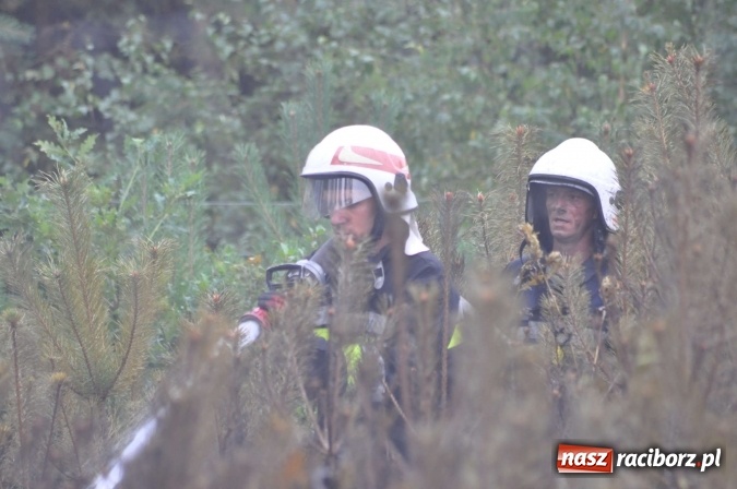 Zdjęcie w galerii na portalu naszraciborz.pl: W lasach wokół Nędzy grasuje podpalacz. Dziś doszło do kolejnego poważnego pożaru wiadomości z regionu