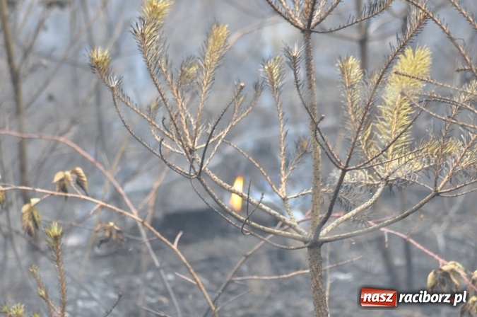 Zdjęcie w galerii na portalu naszraciborz.pl: W lasach wokół Nędzy grasuje podpalacz. Dziś doszło do kolejnego poważnego pożaru wiadomości z regionu