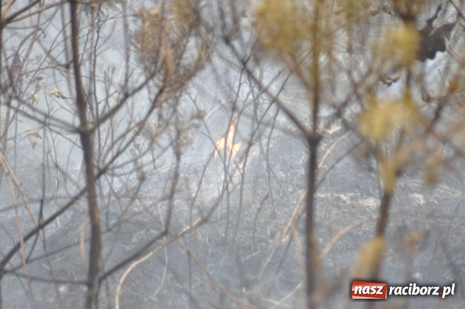 Zdjęcie w galerii na portalu naszraciborz.pl: W lasach wokół Nędzy grasuje podpalacz. Dziś doszło do kolejnego poważnego pożaru wiadomości z regionu