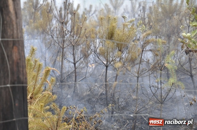 Zdjęcie w galerii na portalu naszraciborz.pl: W lasach wokół Nędzy grasuje podpalacz. Dziś doszło do kolejnego poważnego pożaru wiadomości z regionu